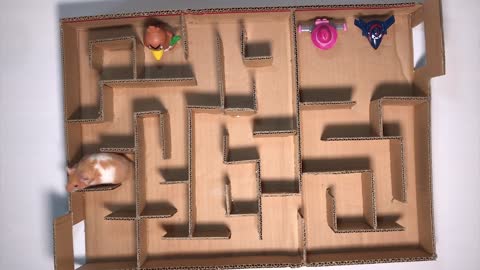 Maze for Hamster MADE of Easy Materials - Cute Pet Hamster