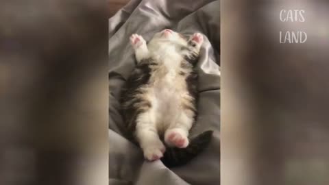ohh So Cute Cats Best Funny Cat Videos must watch