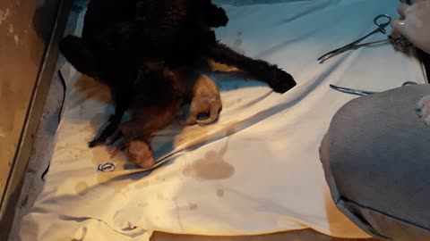 Dog gives birth to a baby