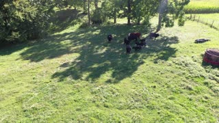 Cows in Indiana