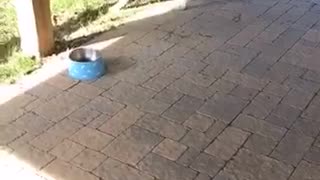 Two dogs play with frog