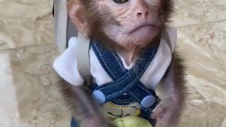 The little monkey wants to go for a walk