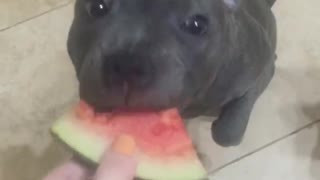 These Dogs Love Watermelon