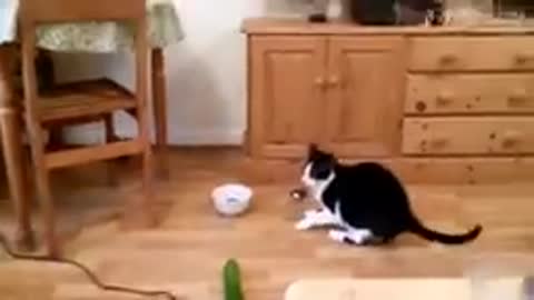Cats scared of cucumbers compilation cats v cucumbers