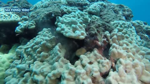 Most Satisfying Moray Eel fighting Shark Video - Amazing Battle Under Seabed With Beautiful Natural-