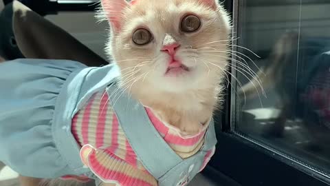 Adorable Cat