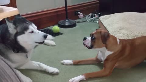 Boxer And Husky Engage In Epic Barking Debate