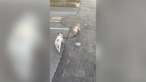French Bulldogs Appear To Be ‘Broken’ As They Take Turns Spinning On Lead