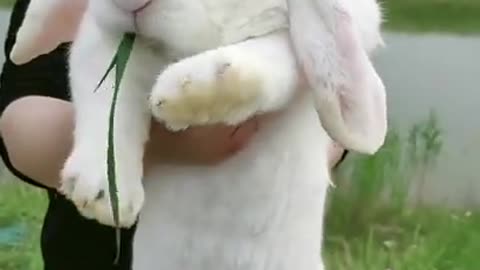 #rabbit #cute #grass #eat #fyp Delicious 😂