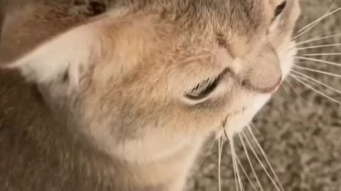 Baby Cats - Cute and Funny Cat Videos