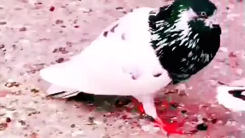 Long jumping and racing pigeons