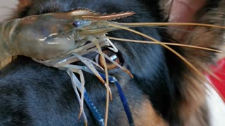 Brave puppy carefully balances prawn on nose