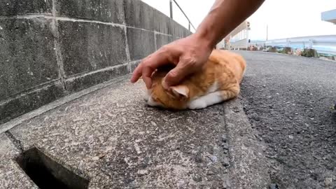 The kind and cute kitten is on the roadside