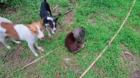 Puppy is in trouble, something stock on her head