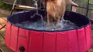 Puppy Pool With Added Fountain Fun
