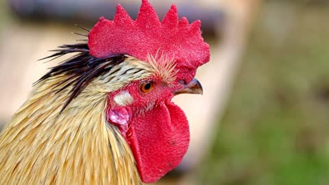 Close-up Video of a Rooster Head