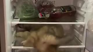 Fluffy Puppy Cools off on Fridge Shelf