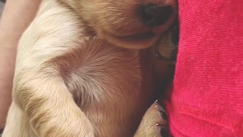Snuggly baby golden retriever puppy snoozes away