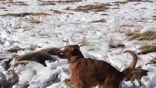 Slowmo dog confused by bursting snowball