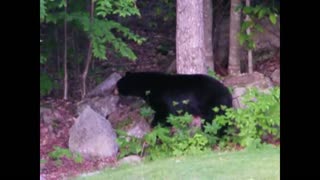 Black Bear spotted in Maine backyard