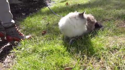 Siberian Cat Goes on Outside Adventure