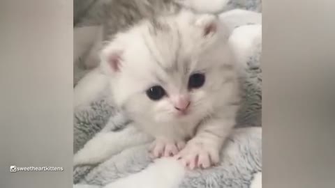 very cute,soo cute Kitten