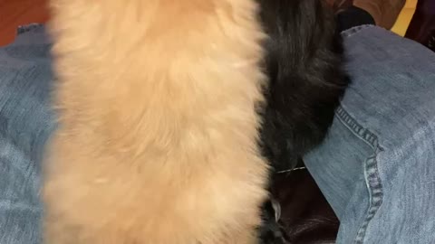 Pomeranian puppy playing with mom