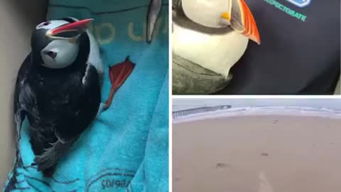 Tierno frailecillo perdido aparece a kilómetros de distancia de cualquier mar suplicando ayuda