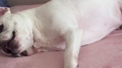 French Bulldog unsure what to do with a heart shaped treat