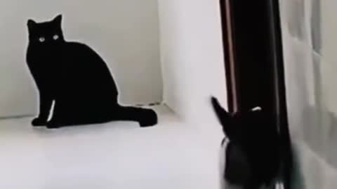 The best and most beautiful video you will see in your life for cat lovers