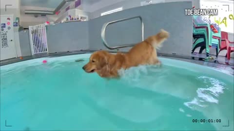 My dog rents a swimming pool ❣️