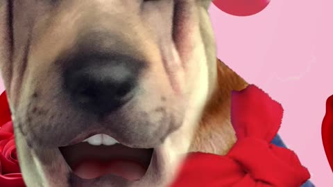 Dog Sings LA VIE EN ROSE (part 2) - Dog singing videos PicthePit