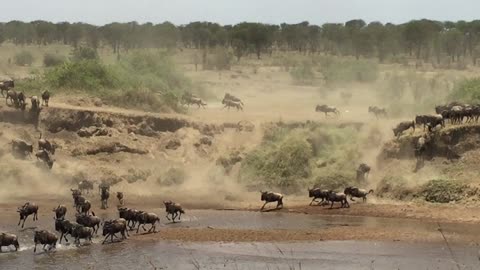 Wildebeest crossing the Mara river in Tanzania