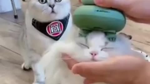 Baby beautiful cats video funny