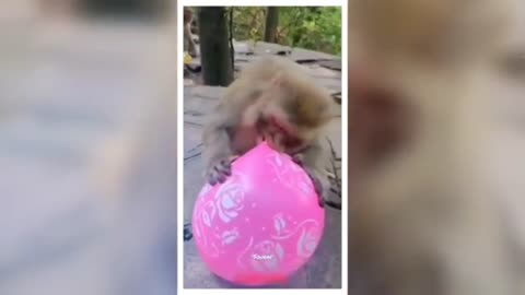 Funny video, funny monkey