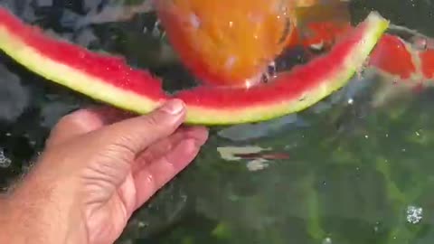 Watermelon for the Koi Fish!