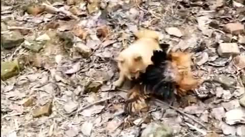 Chiken vs dog fight funny dog video fight