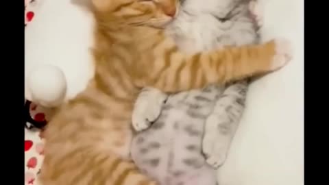 Small fish in water drop & Cute dog & cat sleeping @FunyCatWorld #cat #cute