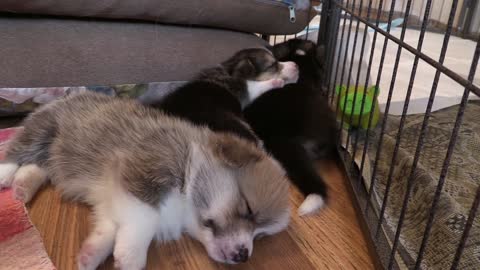 baby dogs sleep