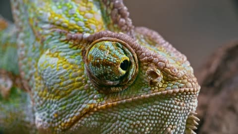 Chameleon eye movement