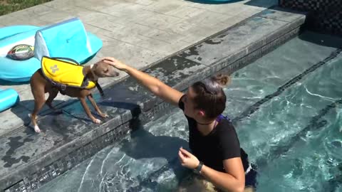 teaching my dog swimming