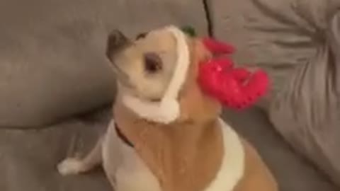 wildanimalsdoingthings - Ashamed (ig lady.and.luigi) #funny #dog #chihuahua #christmas