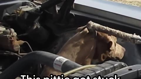 A full-grown pittie gets stuck in a car engine!