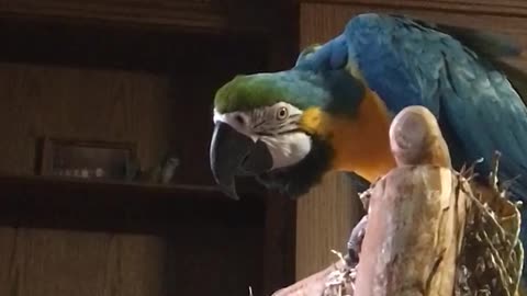 Charley the macaw answers the door saying come in