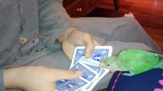Parrot Picks a Card