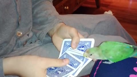 Parrot Picks a Card