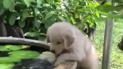 Cute puppies puppy baby animals Videos Compilation cutest moment of the animals - Cutest Puppies