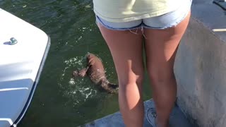 Nurse Shark “Walks” In Paradise