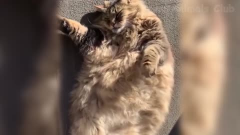 Best Funny And Cute Cats Videos Funny