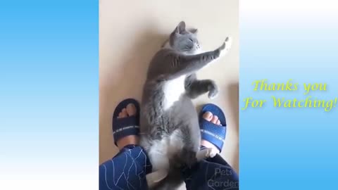 Cute Cats And Funny Dogs Videos Compilation